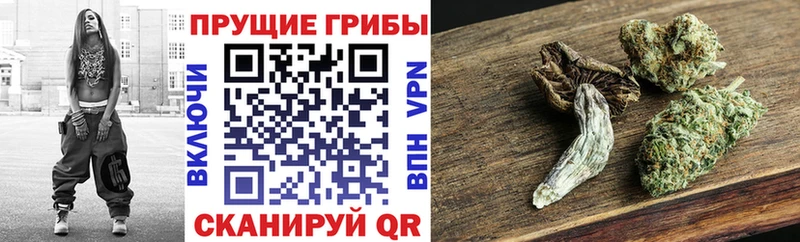 дарнет шоп  Куртамыш  shop как зайти  Псилоцибиновые грибы мухоморы 